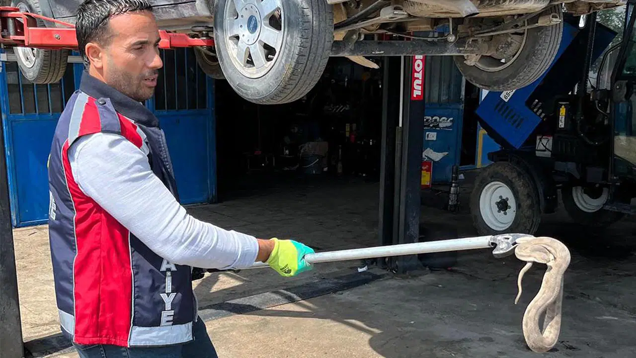 Vinçle kaldırılan otomobilin motor bölümündeki yılan çıkarıldı