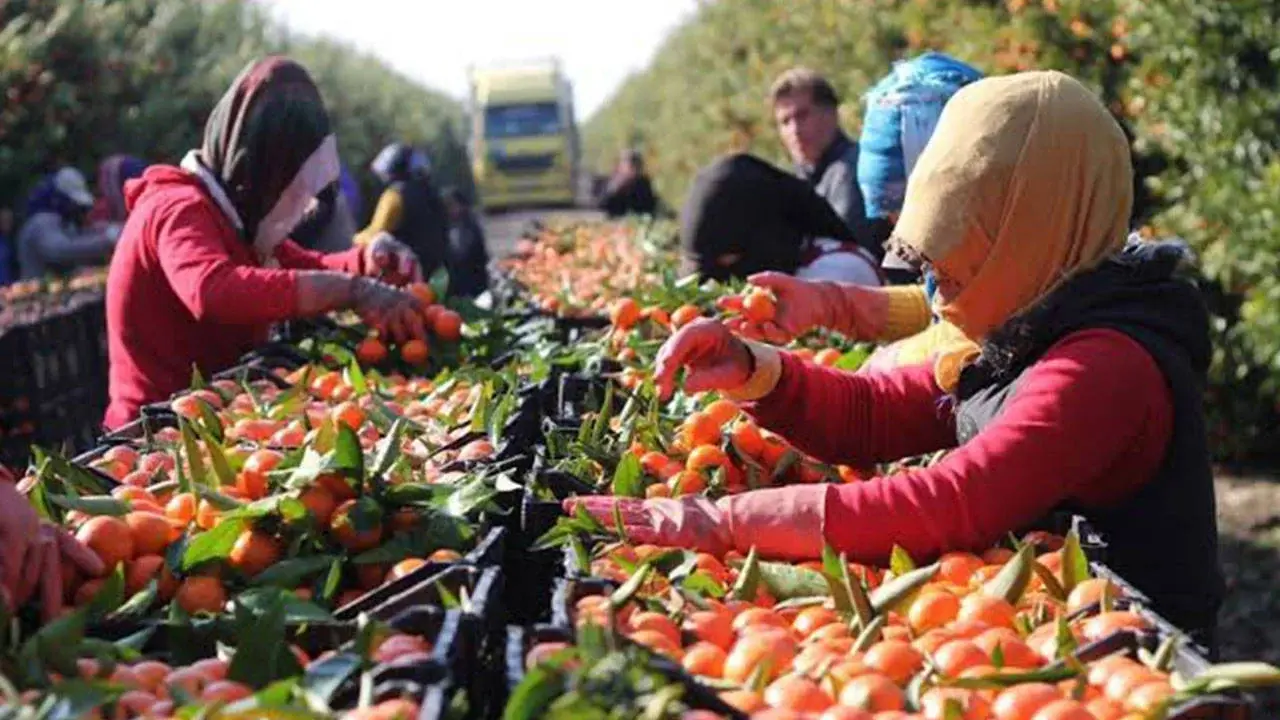 Workers exploited in the heat of Çukurova
