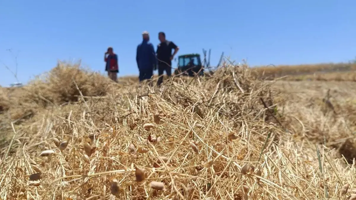 Yozgat'ta 225 bin dekarlık dev hasat başladı: Rekor rekolte...