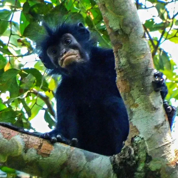 Demokratik Kongo'da yeni maymun türü: Colobus congoensis