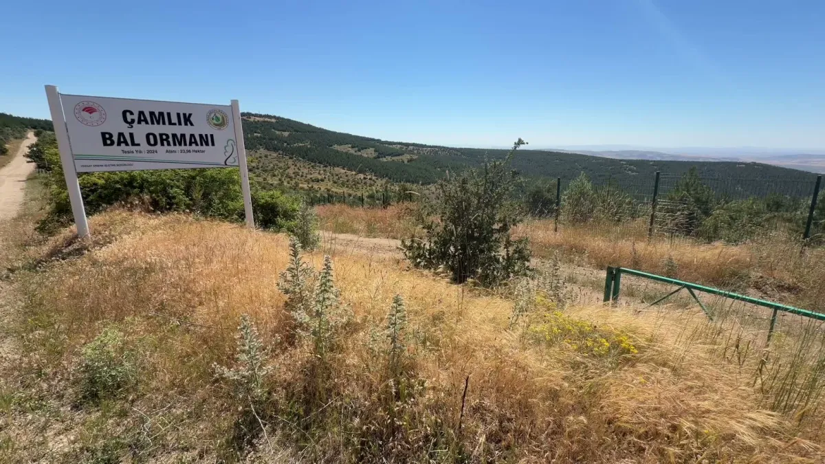 Yozgat’ta arıcılar hasat için hazırlanıyor