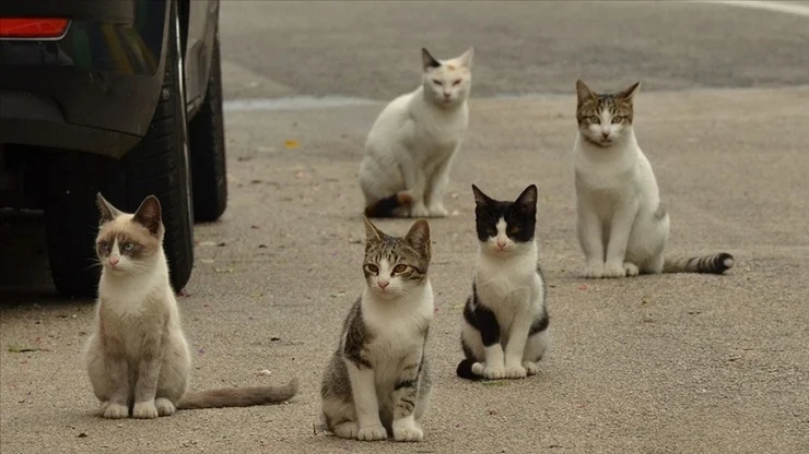 Samsun'da kedi tekmeleyen kişi tutuklandı
