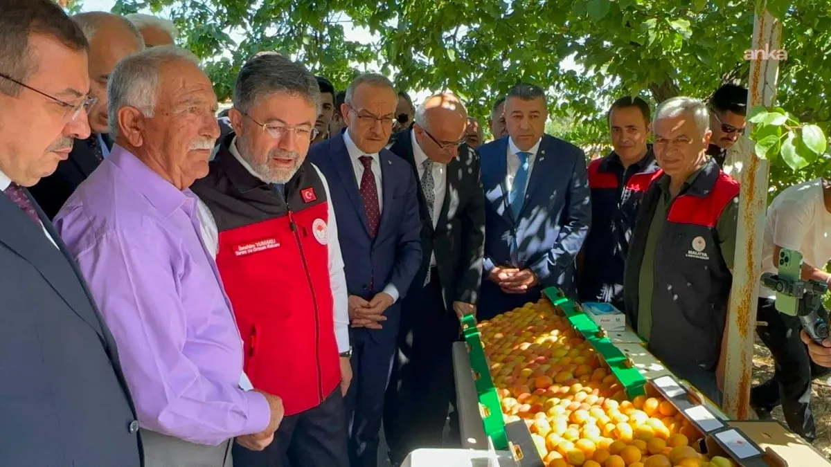 Kayısı bahçesinde hasada katılan Bakan Yumaklı: “Geçen yıl umudun olmadığı bahçede bugün yüzümüz gülüyor”