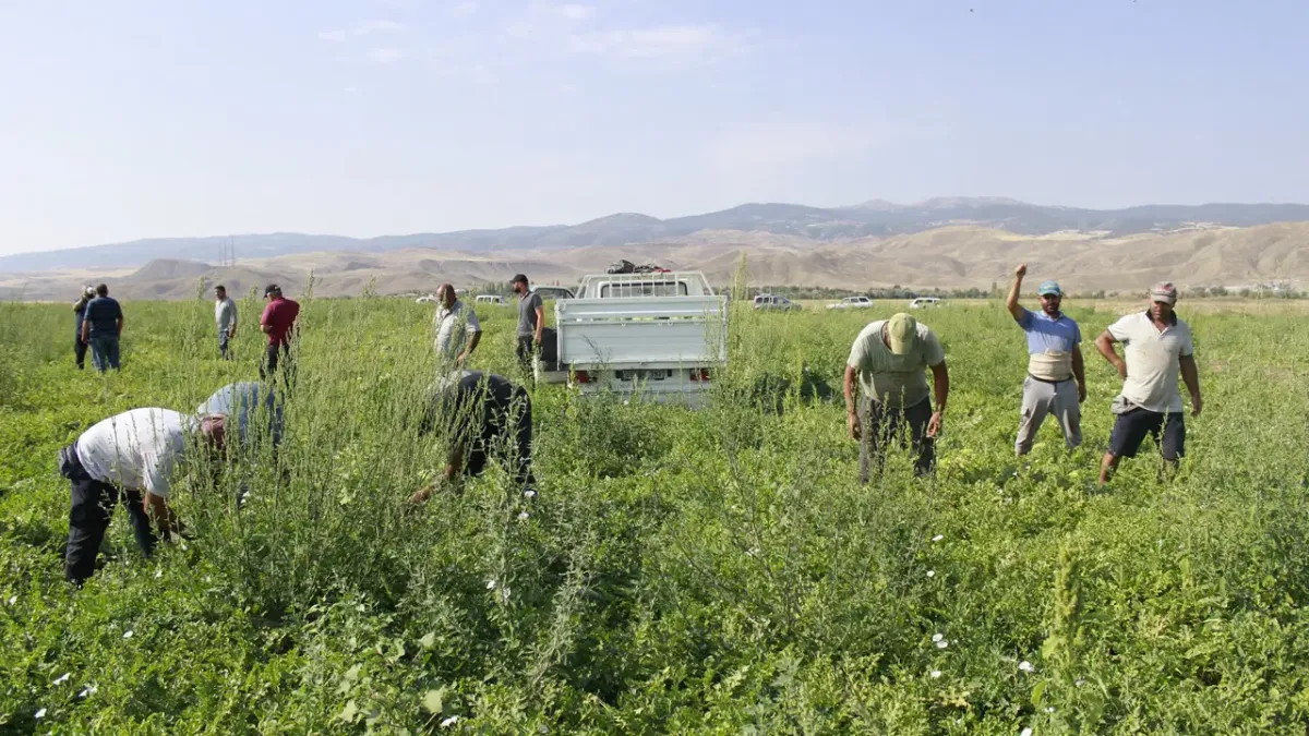 Aromasını Karacadağ'ın verimli topraklarından alıyor: Tarlada 8 Lira, pazarda iki katı..