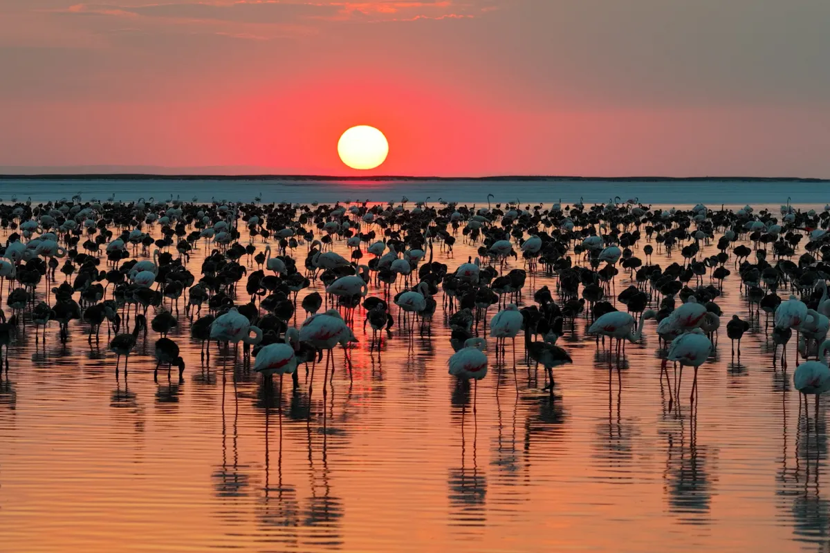 Tuz Gölü'nde yavru flamingo sayısı son 5 yılın en yüksek seviyesine ulaştı