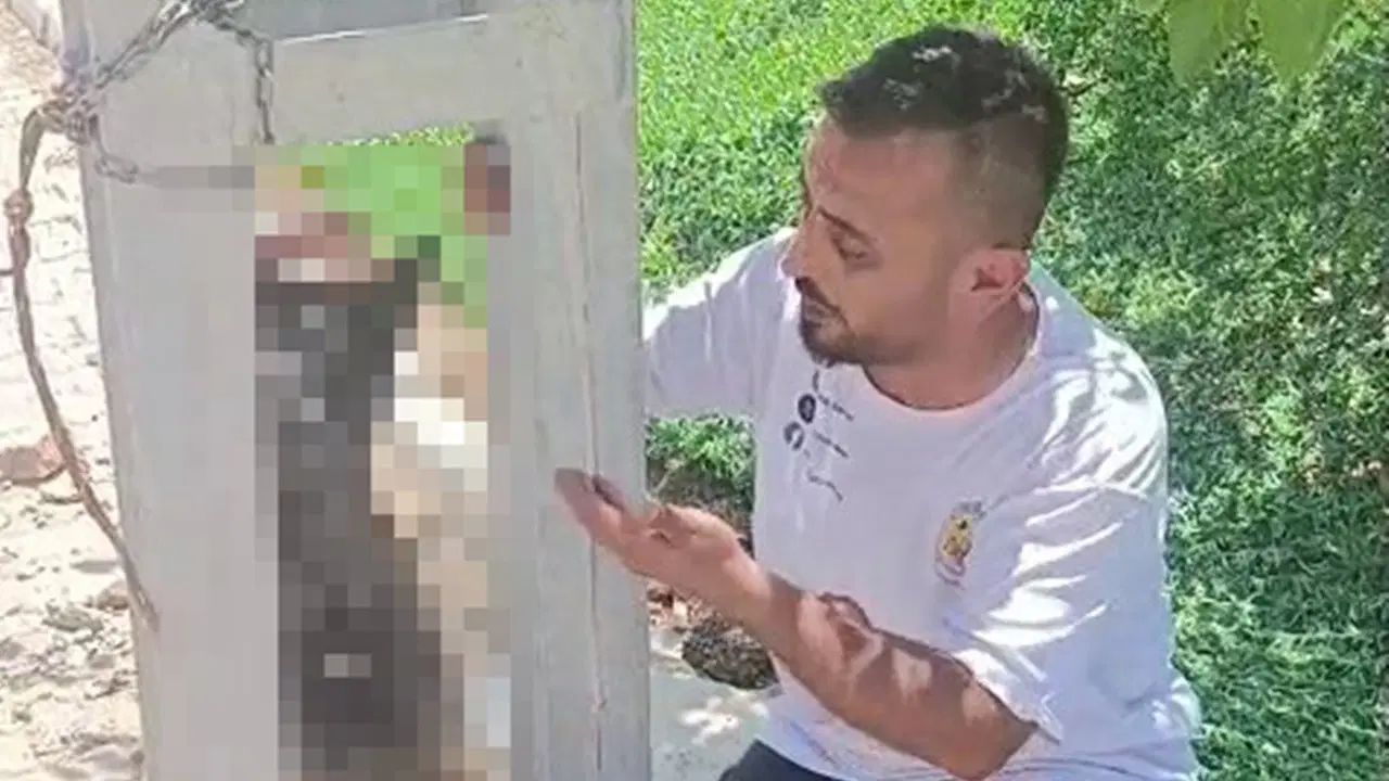 Hatay'da korkunç olay! Köpeği evden çalıp, elektrik direğine astılar!