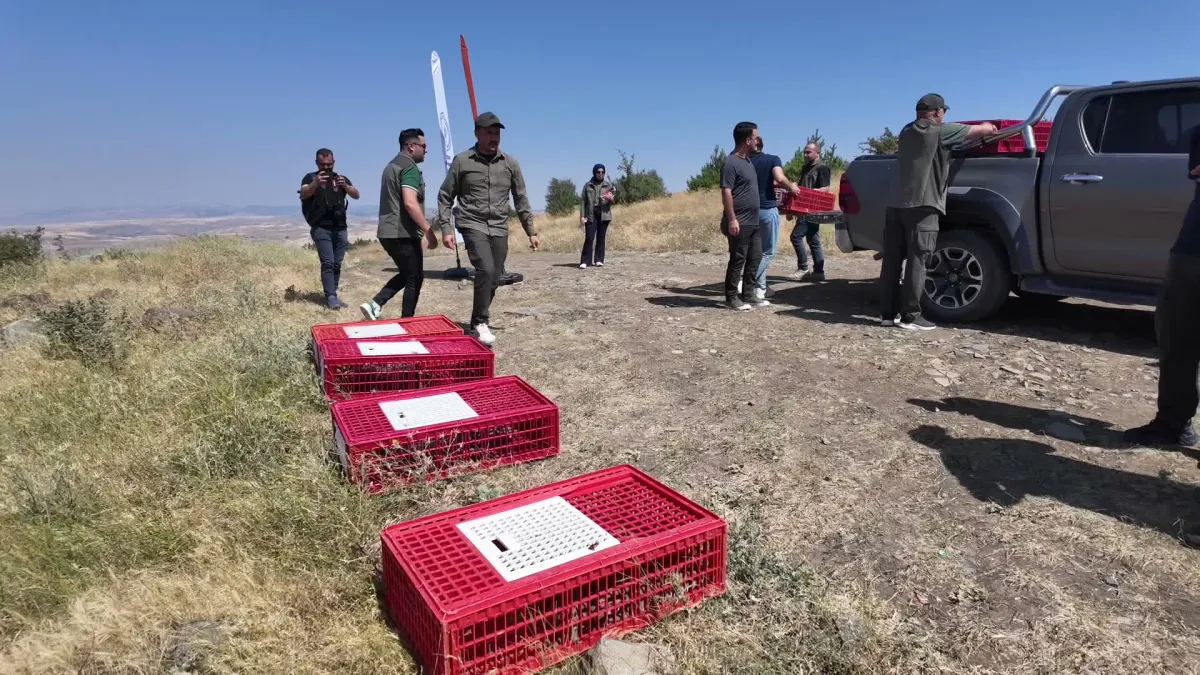 Yozgat’ta yetiştirilen keklikler doğaya salındı