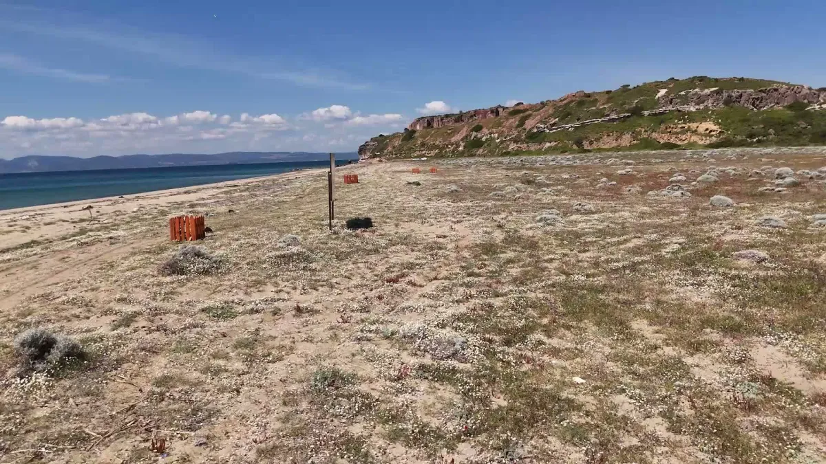 Ayvalık Belediye Başkanı Ergin'den kum zambakları için duyarlılık çağrısı