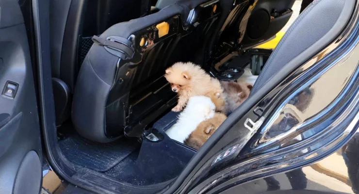 Gümrükte saklanmış yavru köpekler bulundu